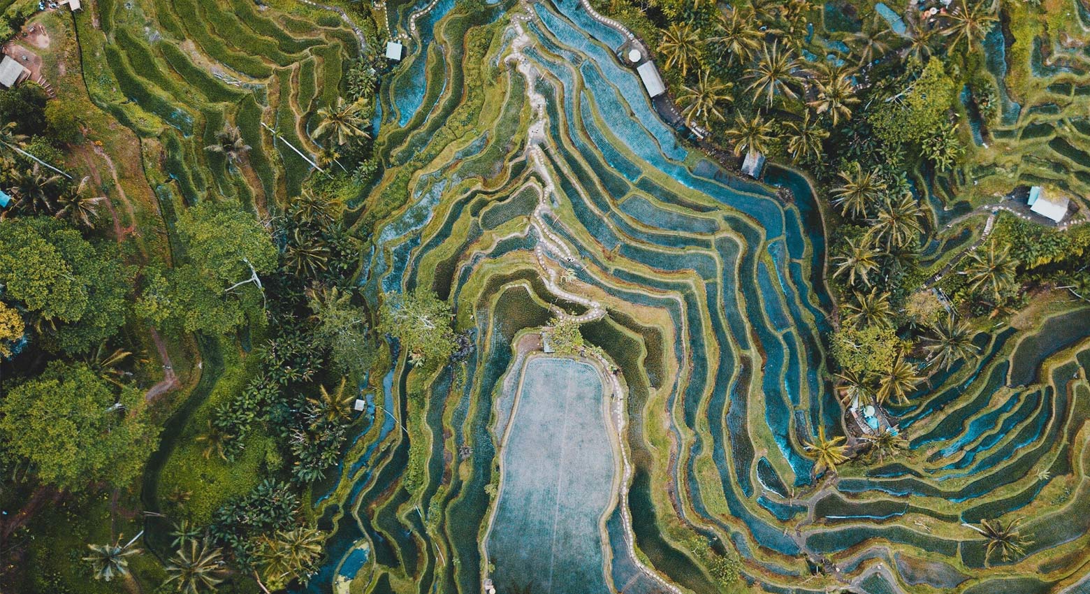 View of greenery and water from above 