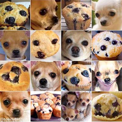 Figure 01: Is this a chihuahua or a muffin?