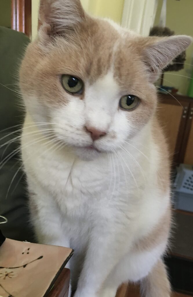 White and orange cat 