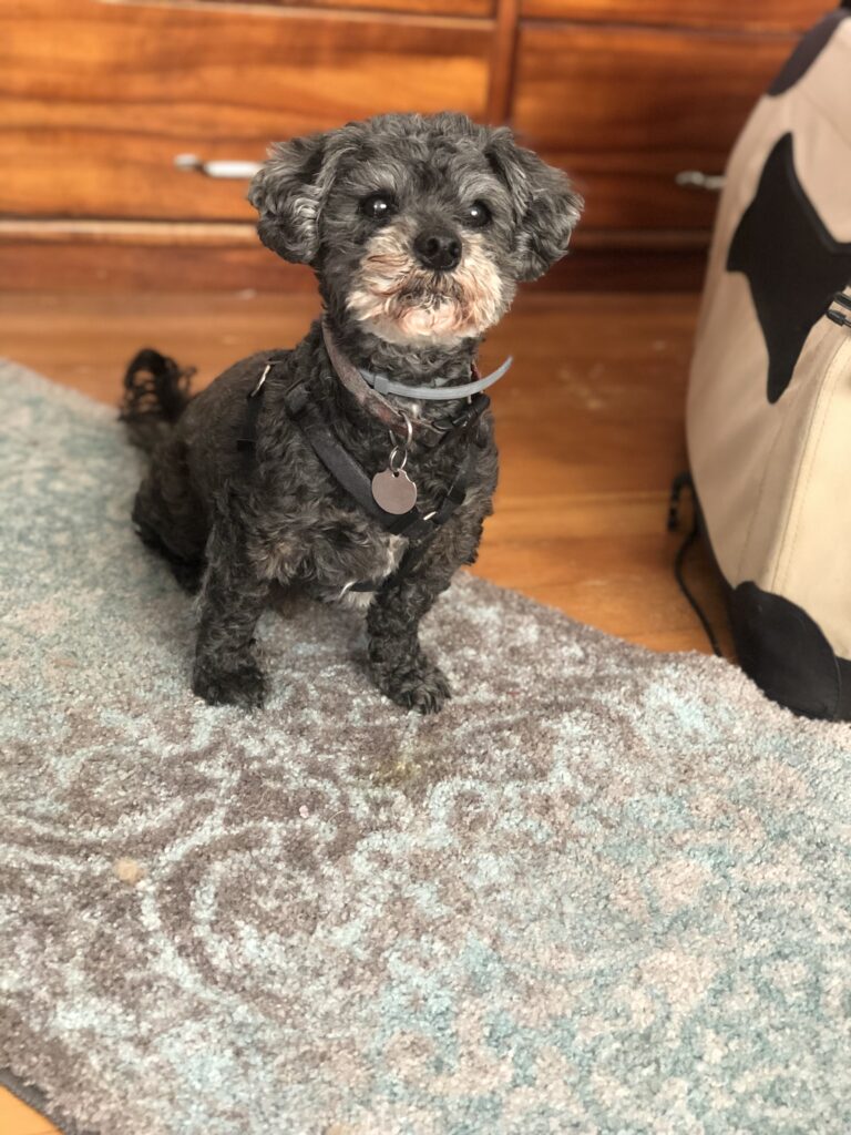 Gray and white poodle mix
